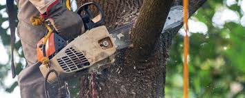 Lawn Watering Services in Cloverdale, CA