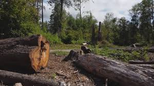 Reliable Cloverdale, CA Tree Services Solutions