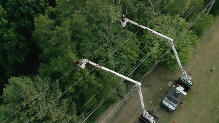 Best Storm Damage Tree Cleanup  in Cloverdale, CA